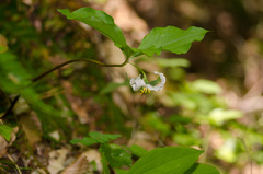 Trillium catesbaei