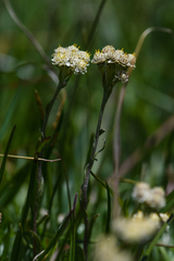 Antennaria corymbosa