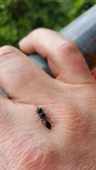 Crossocerus ambiguus