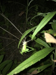 Amblycorypha oblongifolia