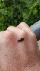 Crossocerus ambiguus