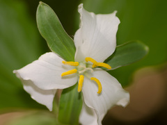 Trillium catesbaei