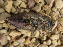 Dicerca tenebrosa