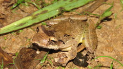 Scinax rostratus
