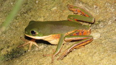 Pithecopus hypochondrialis