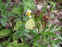Eurema andersoni