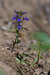 Collinsia torreyi wrightii