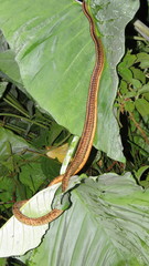 Chironius spixii