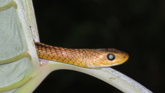 Chironius spixii