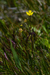Potentilla grayi