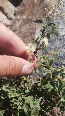 Holodiscus discolor microphyllus