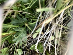 Potentilla grayi