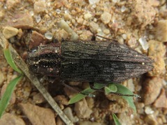 Spectralia gracilipes