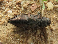 Spectralia gracilipes