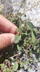 Holodiscus discolor microphyllus