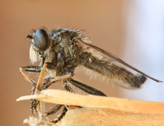 Neoitamus cothurnatus