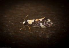 Philenora elegans