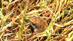 Physalaemus fischeri