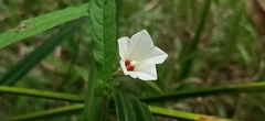 Xenostegia tridentata