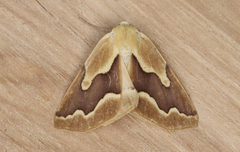 Sabulodes edwardsata