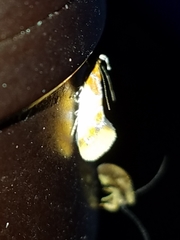 Epicallima argenticinctella