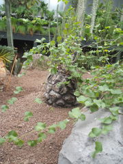 Dioscorea elephantipes