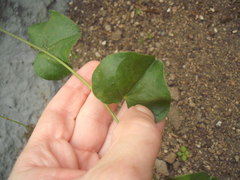 Dioscorea elephantipes