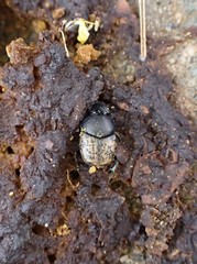 Onthophagus nuchicornis