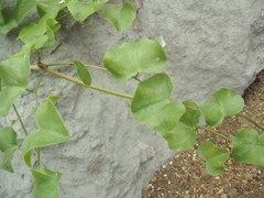 Dioscorea elephantipes