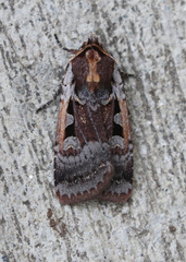 Parabagrotis