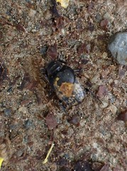 Onthophagus nuchicornis