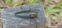 Belionota prasina