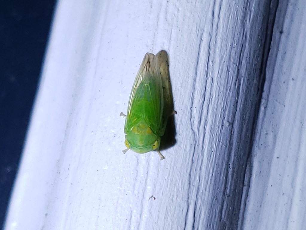 Populicerus pallidus