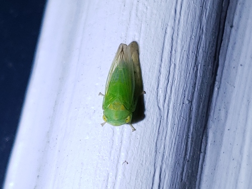 Populicerus pallidus