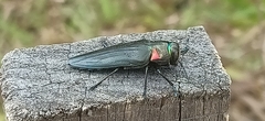 Belionota prasina