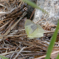 Abaeis mexicana