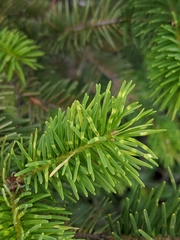 Rhabdocline pseudotsugae