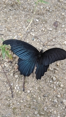 Papilio memnon thunbergii