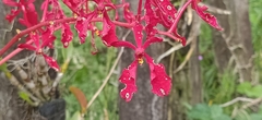 Renanthera