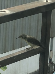 Anthreptes malacensis malacensis