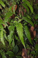 Leptogramma tottoides