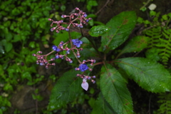 Hydrangea densifolia