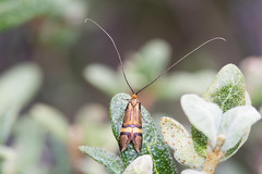 Nemophora bellela