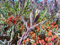 Chloropyron maritimum maritimum
