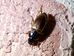 Anisodactylus sanctaecrucis