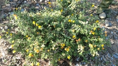 Chamaecrista greggii