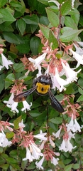 Xylocopa appendiculata circumvolans