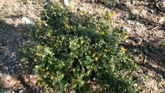 Chamaecrista greggii