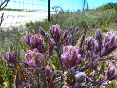 Chloropyron maritimum maritimum