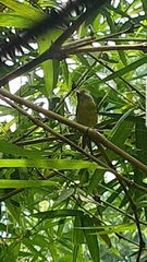 Cyclarhis gujanensis